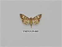 藏品(螟蛾277)的圖片